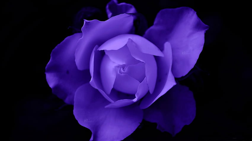 Purpurowa Róża, PIĘKNO, KWIATY, RÓŻE, NATURA Tapeta HD