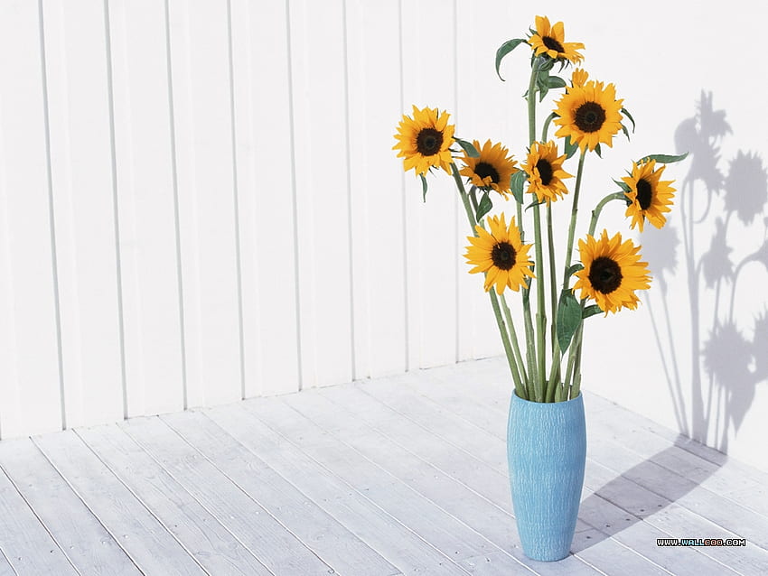 Sunny Faces, blue, stems, garden, floral, vase, spring, leaves, brown, sunflowers, pretty, cuts, yellow, flowers HD wallpaper