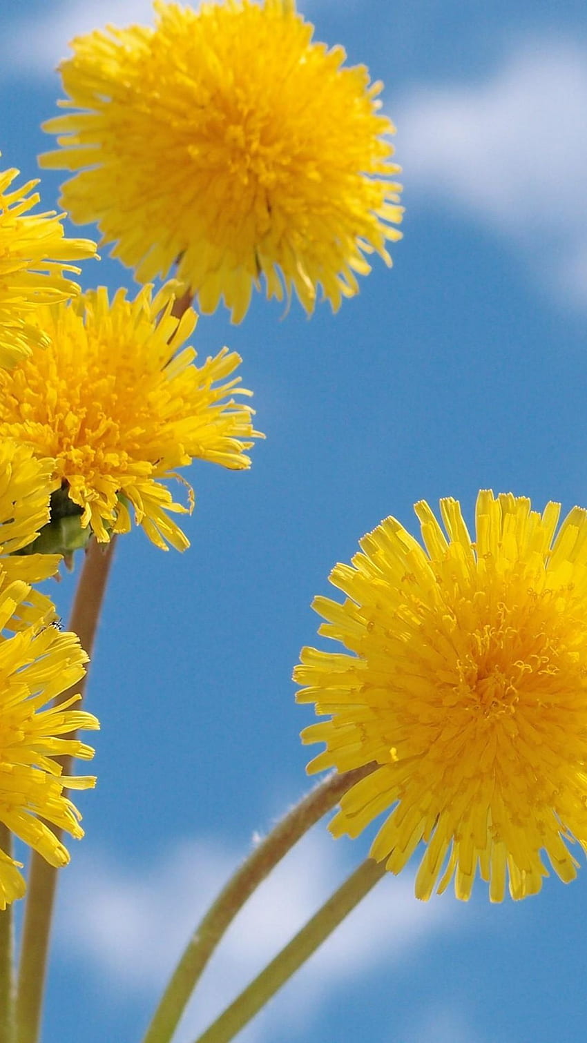 Löwenzahn, Blumen, gelb, flauschig, Himmel Sony Xperia Z1, ZL, Z, Samsung Galaxy S4, HTC One . Löwenzahn, Blumen, schöne Blumen HD-Handy-Hintergrundbild
