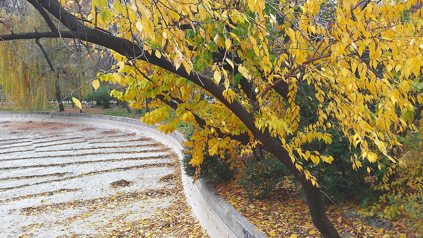 OC] Autumn in Cişmigiu Park, Bucharest (1) [1920 x 1080 HD wallpaper