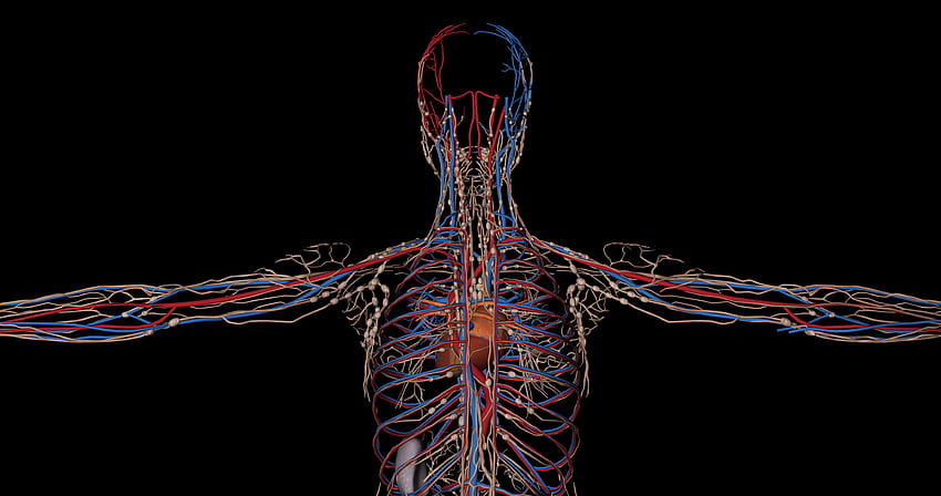 Animação do sistema circulatório ou sistema cardiovascular de um [] para seu , Celular e Tablet. Explore o fundo da veia. Fundo da veia, veia do código papel de parede HD