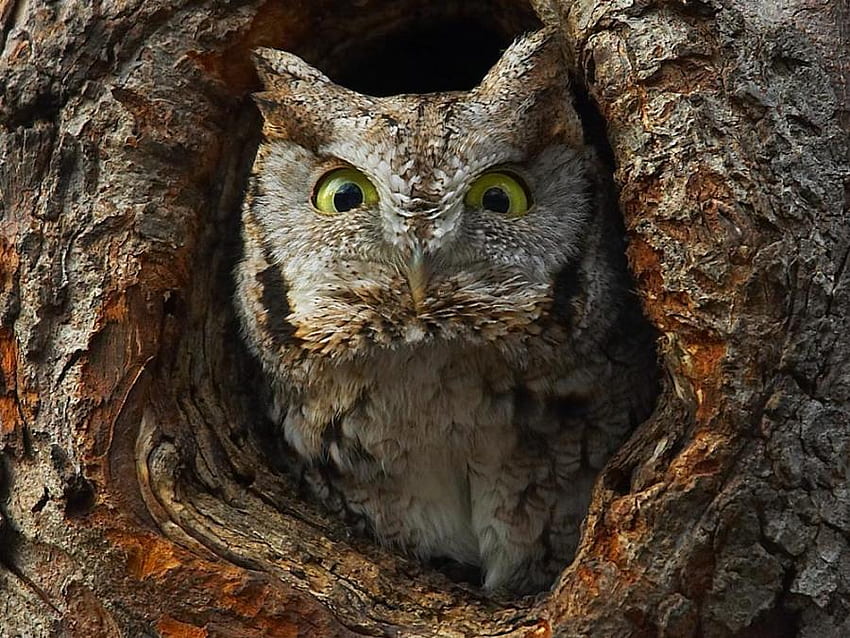 Hootie Owl, pássaros, animais, coruja, árvore papel de parede HD