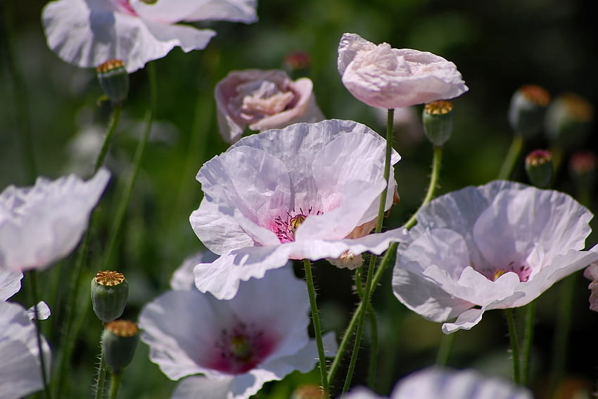Prairie, rose, coquelicot, fleurs Fond d'écran HD
