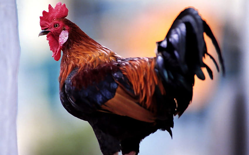 Beautiful rooster HD wallpapers | Pxfuel