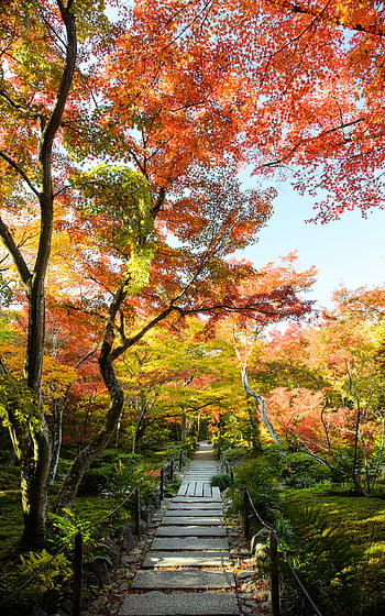 Arashiyama HD wallpaper | Pxfuel