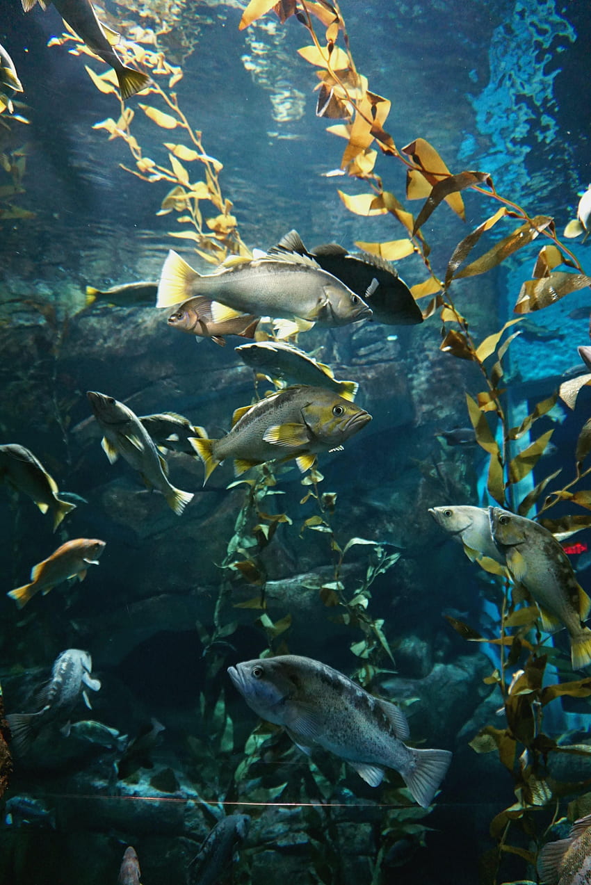 Animals, Water, Fishes, Aquarium, Seaweed, Algae HD phone wallpaper