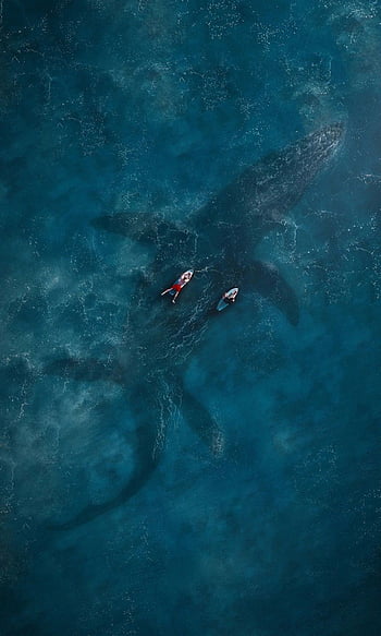 Mosasaurus HD phone wallpaper | Pxfuel