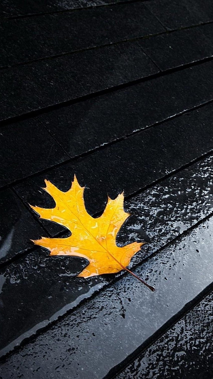 Black And Yellow, Leaf HD phone wallpaper