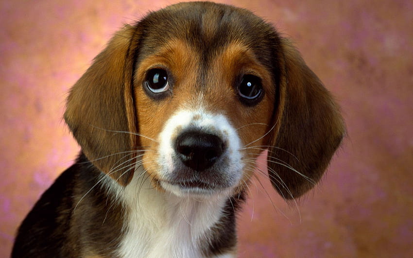 beagle eyes puppy walls resolutions [] for your , Mobile & Tablet. Explore Beagle Puppies . Beagle Border, Funny Beagle , Beagle HD wallpaper