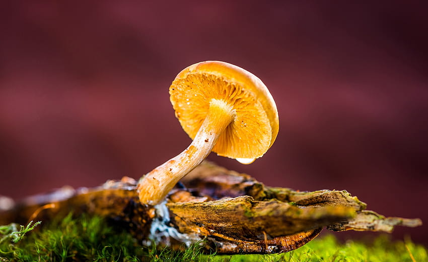 Mushroom, wild yellow small fungal plant HD wallpaper