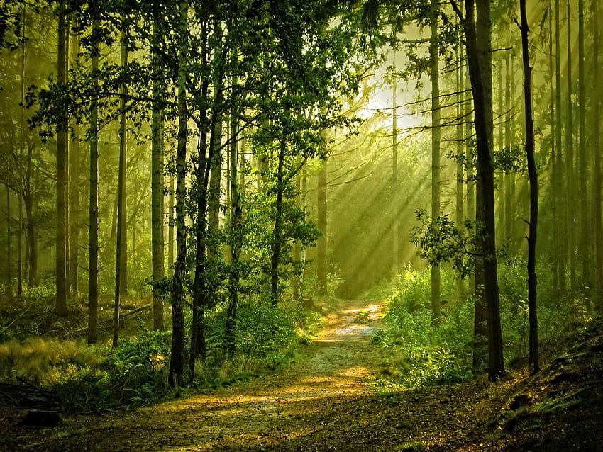 Forêt ensoleillée, rayons, ensoleillé, lumière du soleil, agréable, arbres, verdure, soleil, chemin, belle, herbe, été, feuilles, lumière, vert, nature, belle, forêt Fond d'écran HD