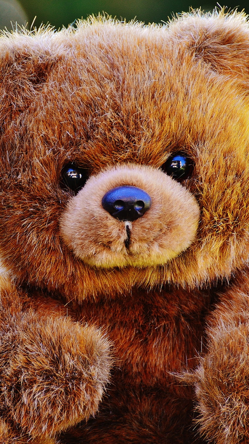Teddy Bear Ka, Cute, Black Eyes HD phone wallpaper | Pxfuel