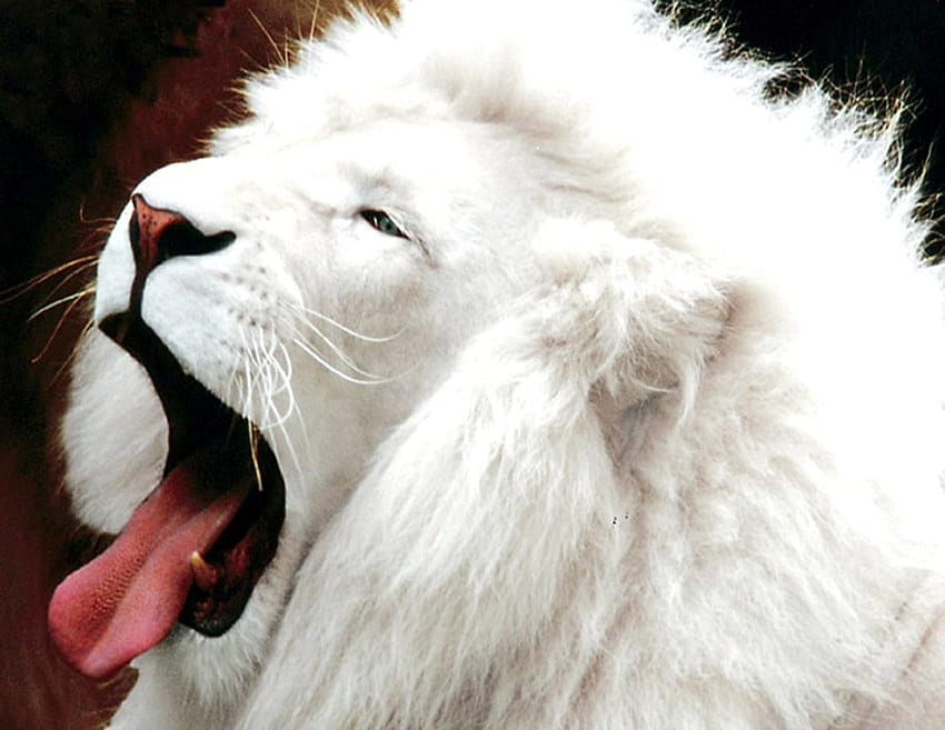 White Lion, Albino Lion HD wallpaper | Pxfuel