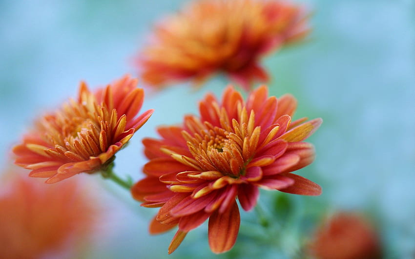 Flower Orange Chrysanthemum HD wallpaper | Pxfuel