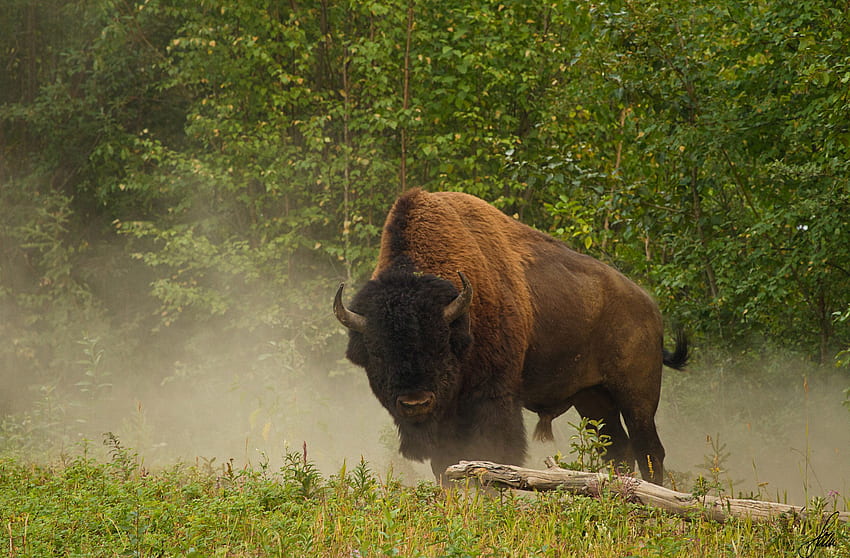 Bison , White Buffalo HD wallpaper