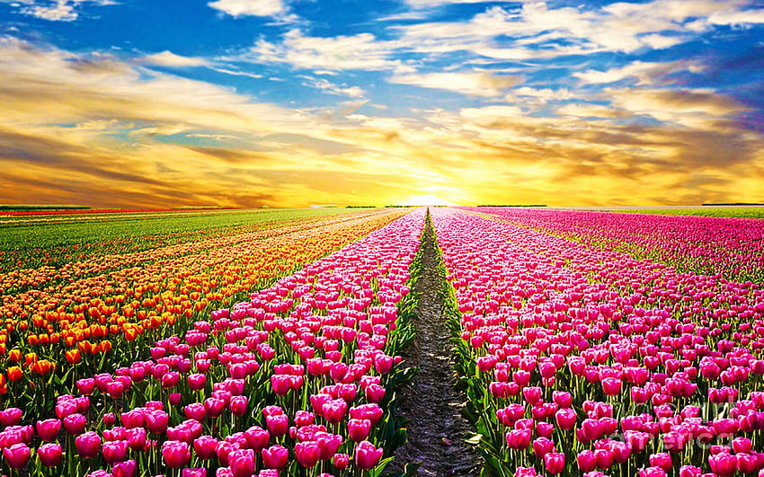 Uma paisagem mágica com nascer do sol na Holanda, linhas, flores, cores, nuvens, céu, tulipas, sol, árvore papel de parede HD
