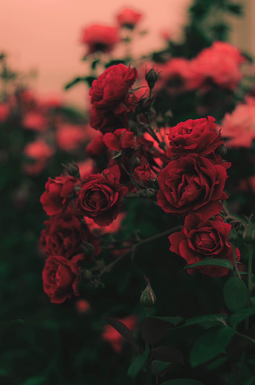 Dark Flower, Red Rose Laptop HD phone wallpaper
