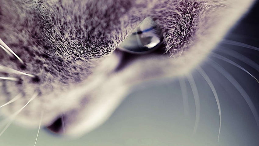 X11N3TI High Definition Cat px, Hipster Cats HD wallpaper | Pxfuel