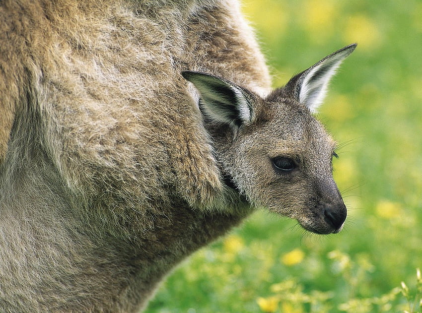 zwierzęta niemowlęce zwierzęta kangury Wysoka jakość Tapeta HD