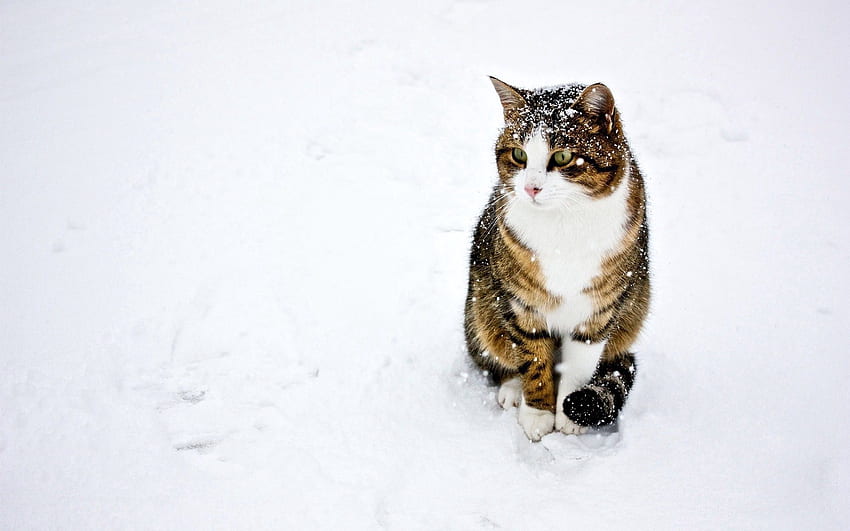 동물, 겨울, 눈, 고양이, 더럽혀진, 반점이 있는, 줄무늬가 있는, 산책 HD 월페이퍼