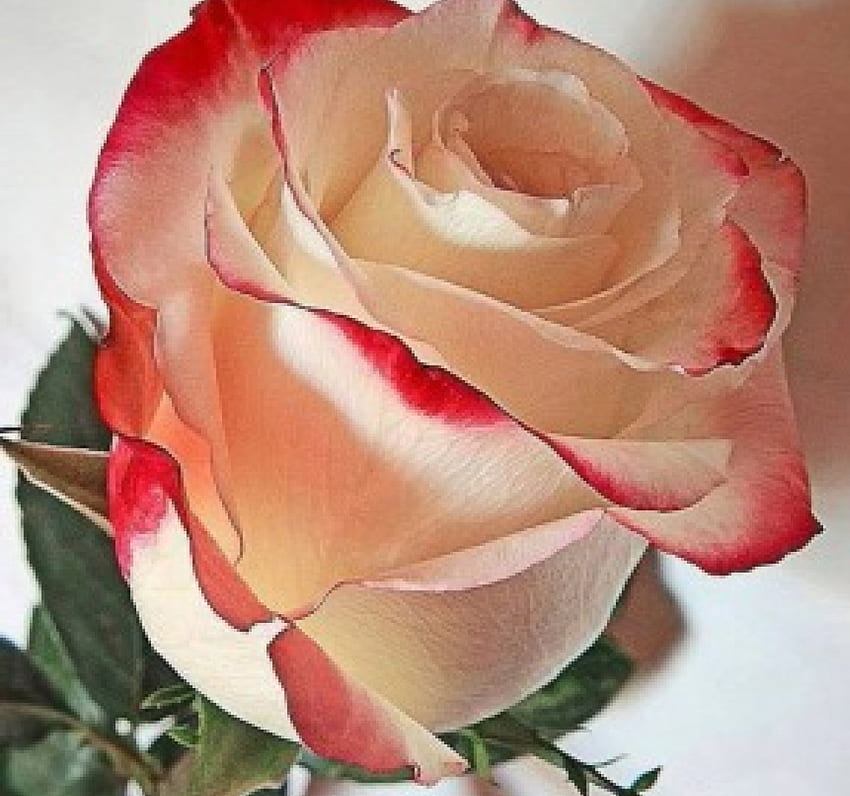 Brzoskwiniowa róża z czerwonym odcieniem, róża, płatki, natura, kwiaty, czerwony odcień, makro Tapeta HD