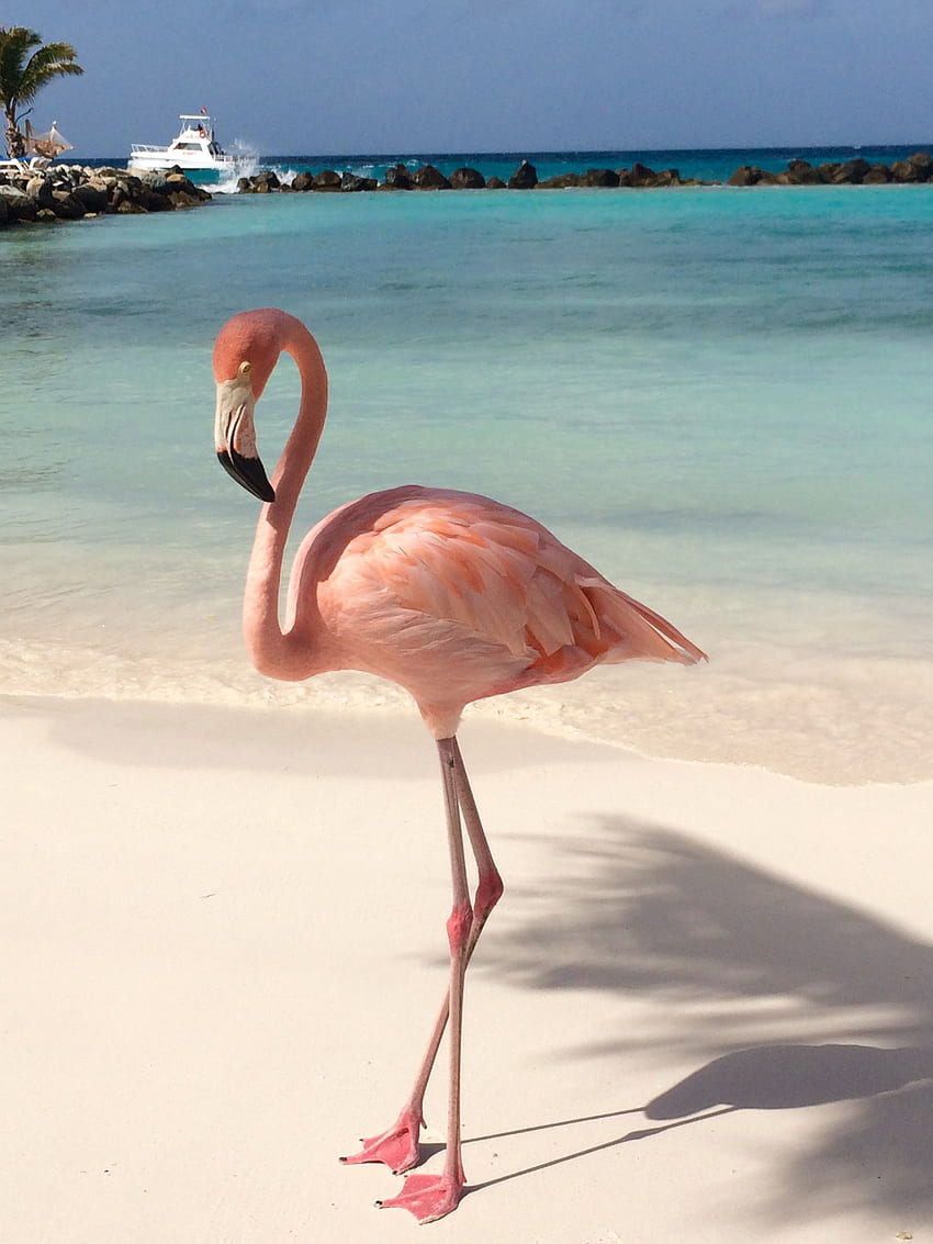 Flamingo Beach by Angie Purcell. Flamingo , Flamingo HD phone wallpaper