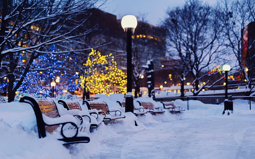 City, night, winter, snow, bench, garden, lights . travel, Wintergarden HD wallpaper