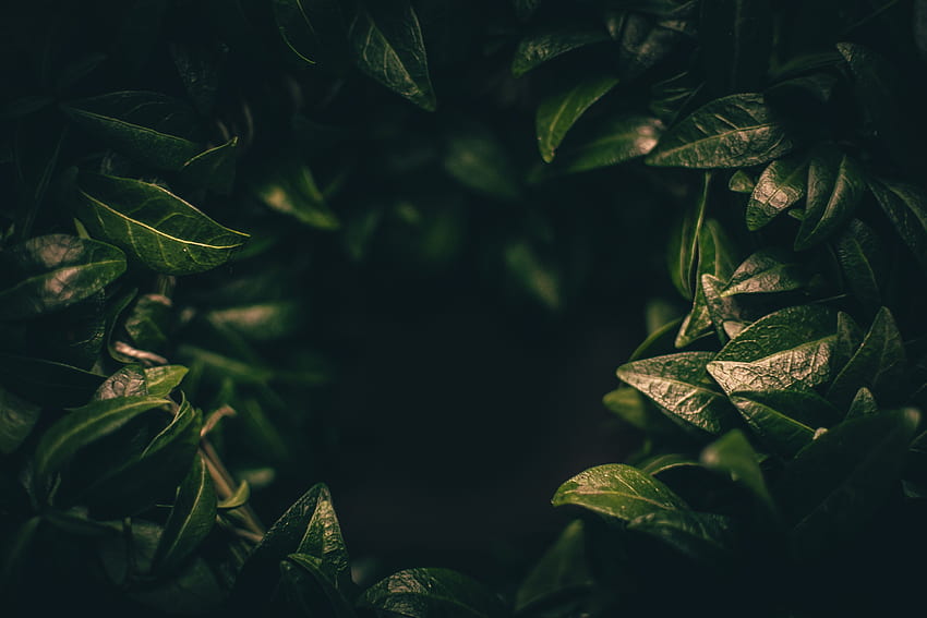 Natur, Blätter, Pflanze, Dunkel, Unschärfe, Glatt, Nahaufnahme HD-Hintergrundbild