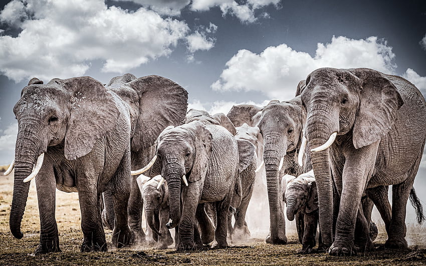 fil sürüsü, gri filler, Afrika, küçük fil, yaban hayatı, fil ailesi, filler HD duvar kağıdı