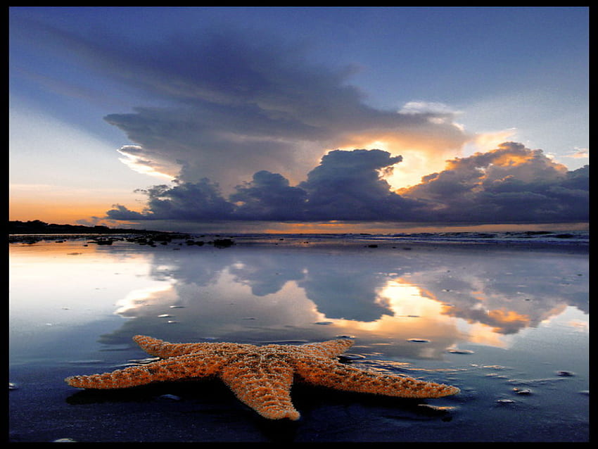 морска звезда, единичен, бряг, залез HD тапет