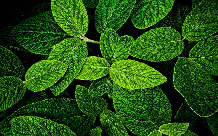 mint, tekstur daun hijau, tekstur tanaman, daun, latar belakang hijau, tekstur daun, daun hijau, daun hijau, makro, pola daun, tekstur daun dengan resolusi . Kualitas tinggi Wallpaper HD