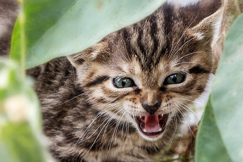 Roar!, sweet, animal, kitten, face, cute, funny, cat, leaf, pisici HD wallpaper