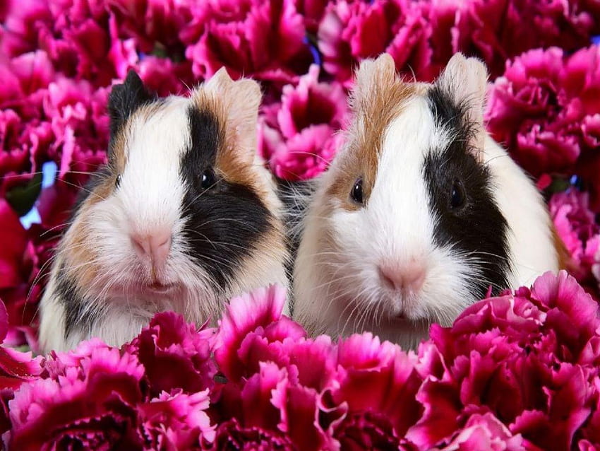 Fiori rosa e due cuties, animale, rosa, bianco, nero, marrone, topo, fiore, porcellino d'India Sfondo HD