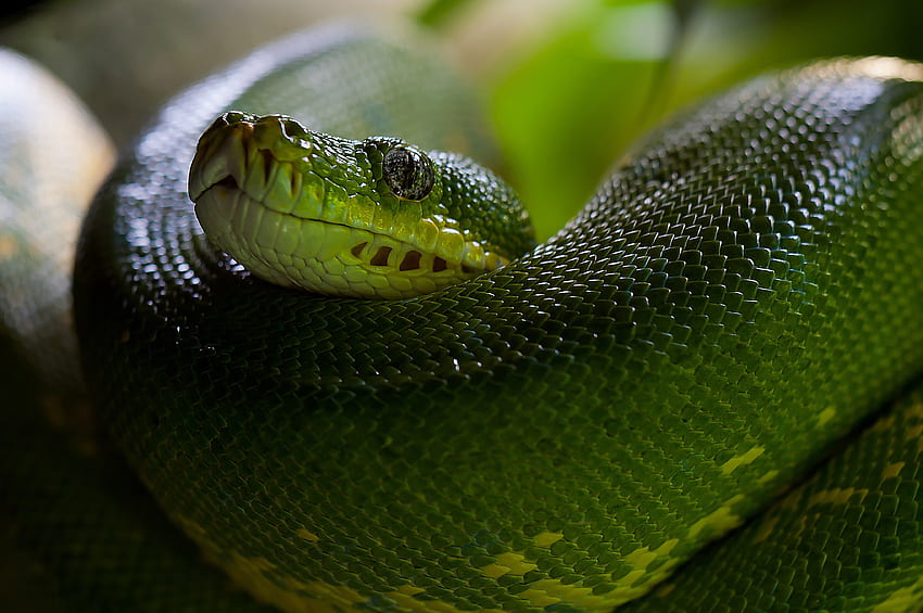Animals, Snake, Head, Scale, Scales, Python HD wallpaper