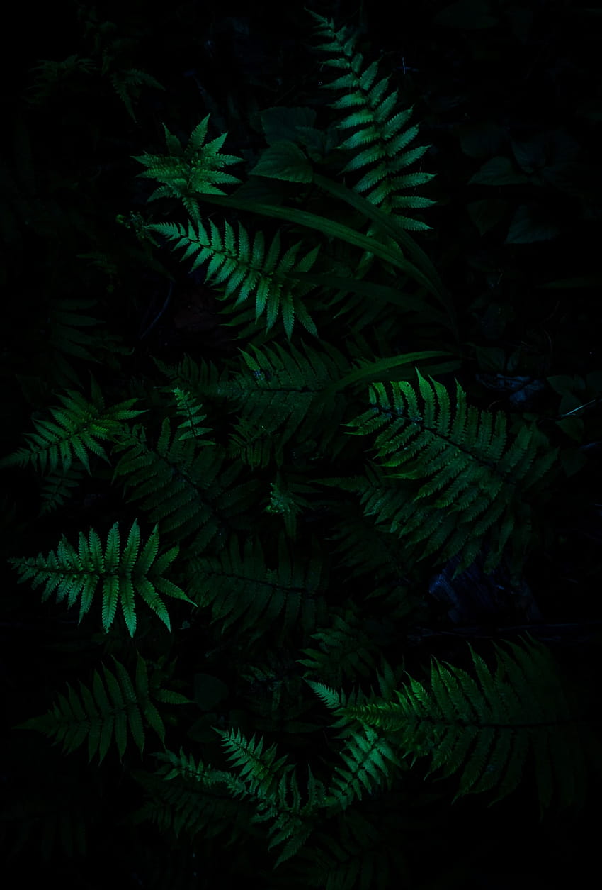 Foresta oscura [], verde intenso Sfondo del telefono HD