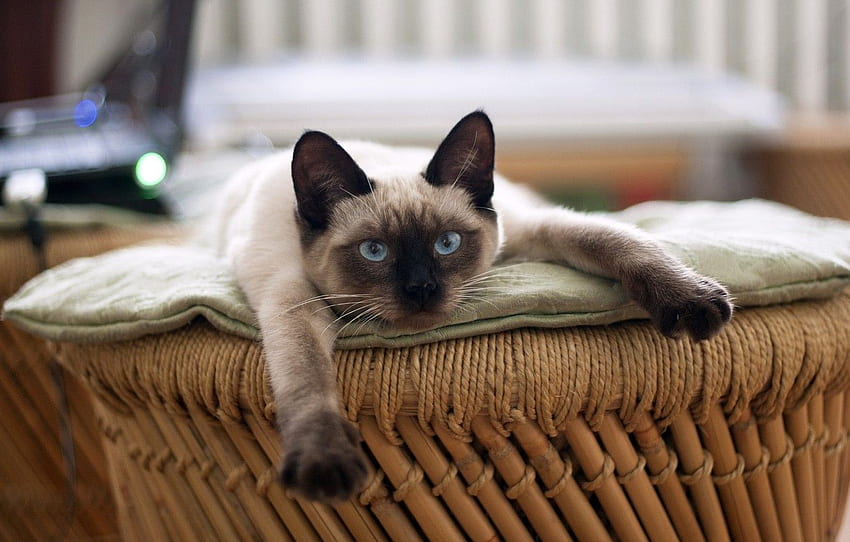 resting, looking at the camera, Siamese cat HD wallpaper
