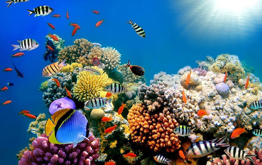 Belo mundo de recifes de corais, peixes. A mais bela grande barreira de corais. Recife de coral, Peixe, Recife de coral papel de parede HD