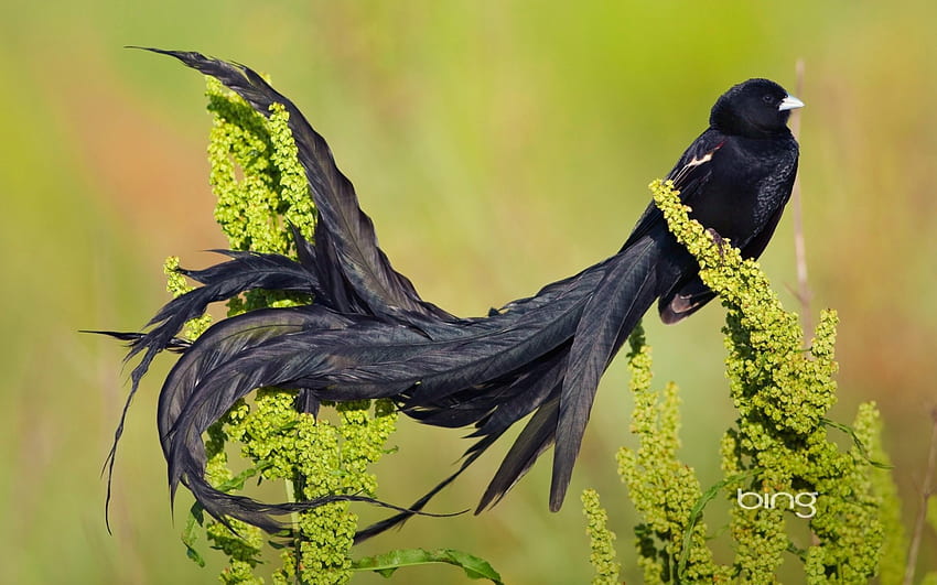 Pássaro-viúva-de-cauda-comprida macho em plumagem reprodutiva Marievale Bird Sanctuary África do Sul, Long-tailed, macho, Widowbird papel de parede HD