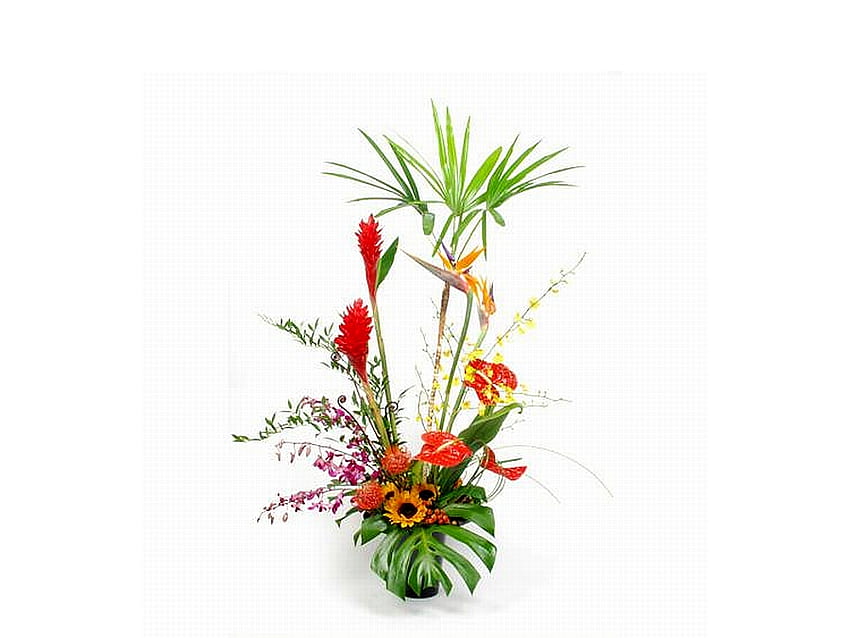 Pengaturan Bunga Tropis, keren, bunga tropis, pengaturan Wallpaper HD