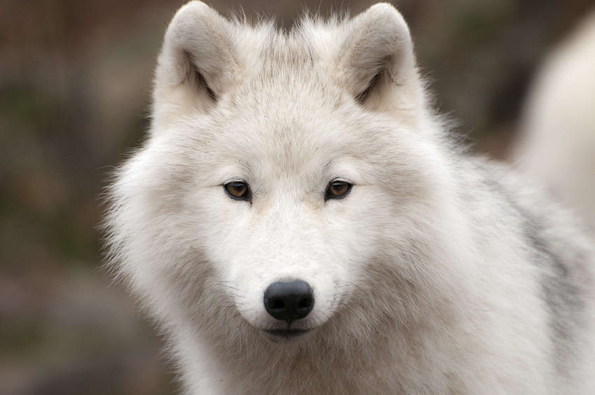 Arctic, carnivore, fur, predator, wildlife, wolf HD wallpaper | Pxfuel