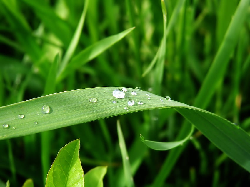 Капки дъжд, капки дъжд, зелено, капки, природа, трева HD тапет