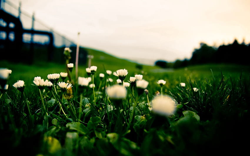 Flowers, Grass, Background, Macro, Blur, Smooth, Field, Macro graphy HD wallpaper