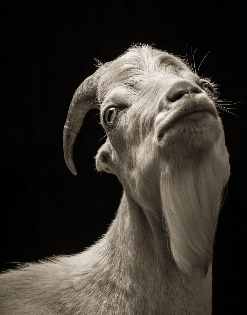 Majestic Black and White Studio Portraits of Goats and Sheep HD phone wallpaper