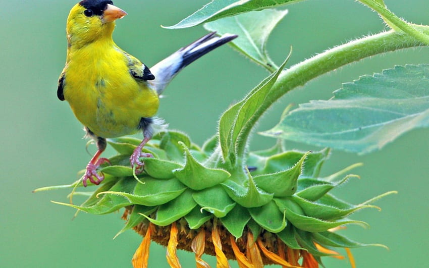 • '♫ ' •, birds, one, bird, animals, songbird, nature, sunflower HD wallpaper