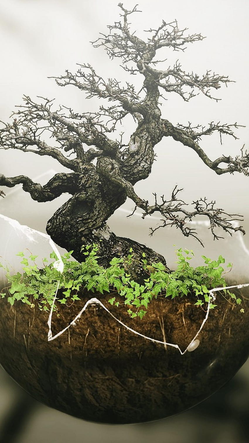 I caratteri cinesi dei bonsai piantano gli alberi Sfondo del telefono HD