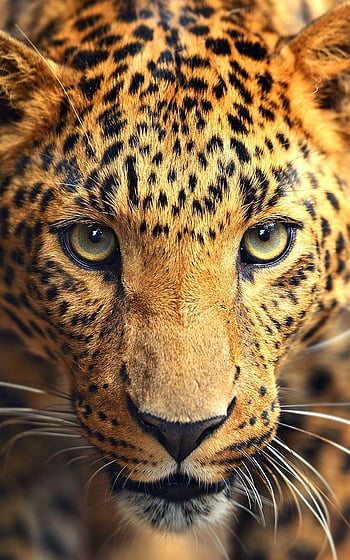 Wild animals live for android HD wallpapers | Pxfuel