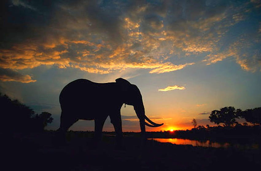 ช้างยามพระอาทิตย์ตก สวยงาม ช้าง พระอาทิตย์ตก วอลล์เปเปอร์ HD