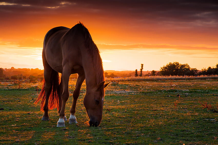 Animals, Sunset, Field, Horse, Pasture HD wallpaper