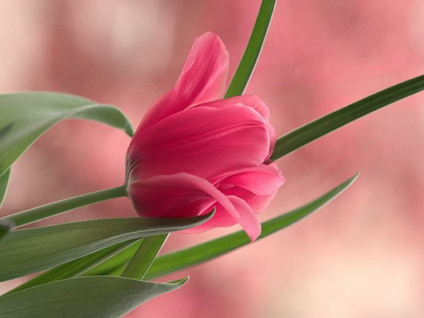 Budding, tulip, pink, green leaves, pink background, flower HD wallpaper