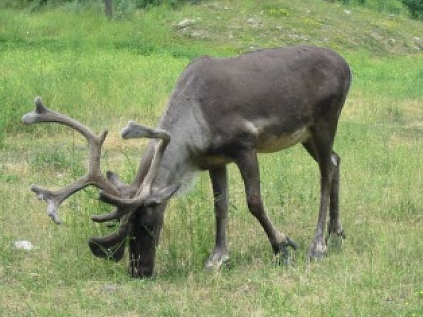 caribou, bull, grass, grazing HD wallpaper